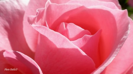 Pretty In Pink - nature, beauty, pink, rose, lovely