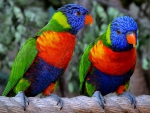 A Pair of Parrots