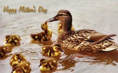 Mother's Day Mallard 1