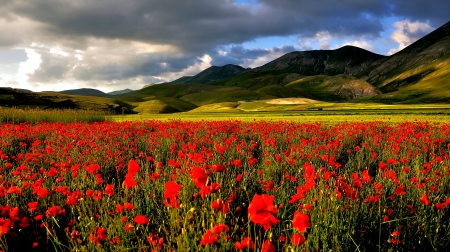 Sibillini National Park, Italy - clouds, prairie, poppy, beautiful, grass, flower, red, green, field, mountains