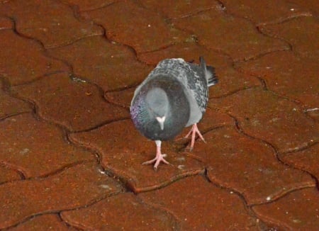 Pigeon at the bus stop