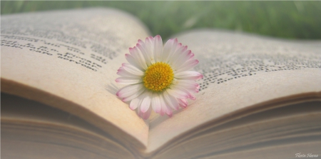 Dreams and Wishes - flower, book, dreams, soft