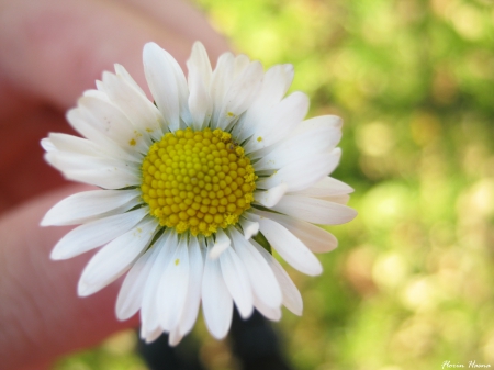 Free at Last - daisies, flower, nature, soft