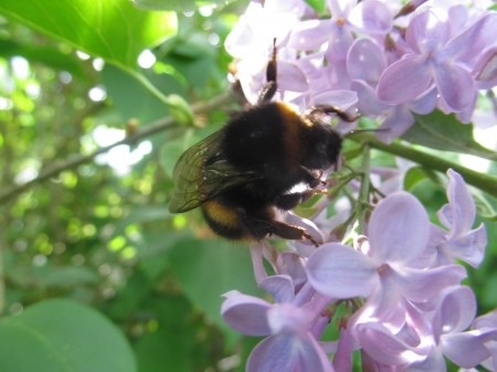 Mr Bee Investigates - nature, insects, bees, lilac, spring