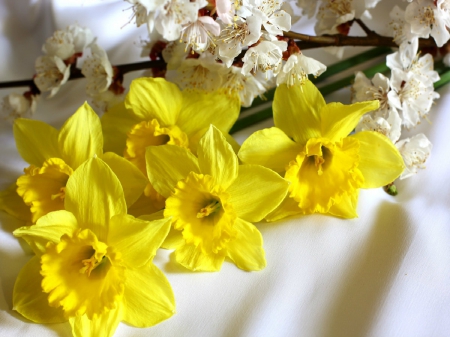 Spring Bloom - flowers, daffodils, Blossom, Spring