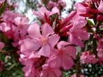 ~ Beautiful Pink Inflorescence ~