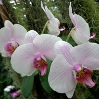 Orchids