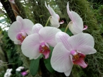 Orchids