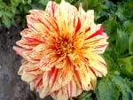 ~ Two Toned Dahlia