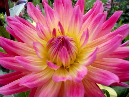 ~ Dahlia in full bloom ~ - Bloom, Dahlia, flower, petals