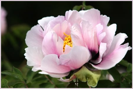 ღ - Pink Peony - ღ - Pink, petals, Peony, Flower