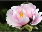 ღ - Pink Peony - ღ