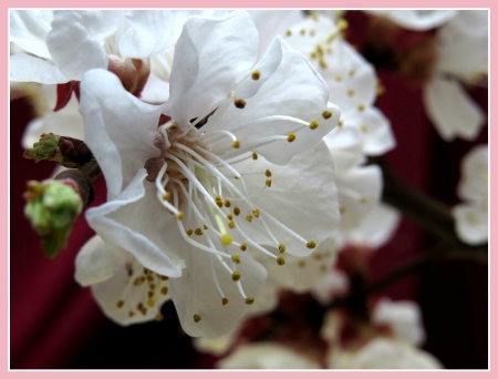 White Blossom in full bloom - bloom, flower, petals, blossom