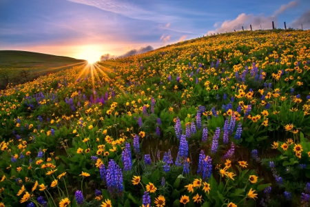 Flowers Field - sunlight, splendor, landscape, spring, flowers, spring flowers, sunrays, nature, rays, sun