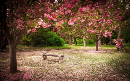 Spring park - flowers, nature, beanch, spring, park