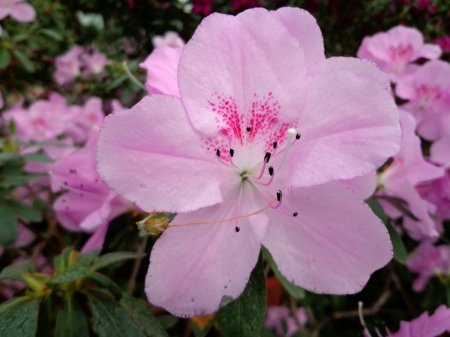 Azalea in Bloom - flower, pink, bloom, azalea