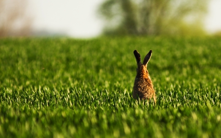 Rabbit - rabbit, animal, bunny, grass