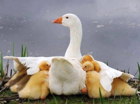 Protected - wings, white, under, duck, safe, ducklings