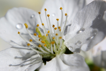 White Blossom - blossom, flower, petals, dew