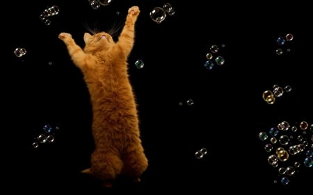 ♥ - by cehenot, ginger, orange, cat, black, fly, funny, bubbles, cute