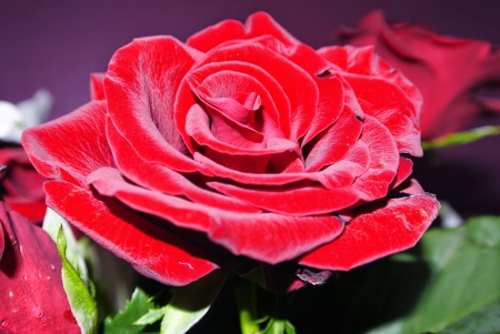 Red Rose ~ â™¥â™¥ - red, flower, petals, rose