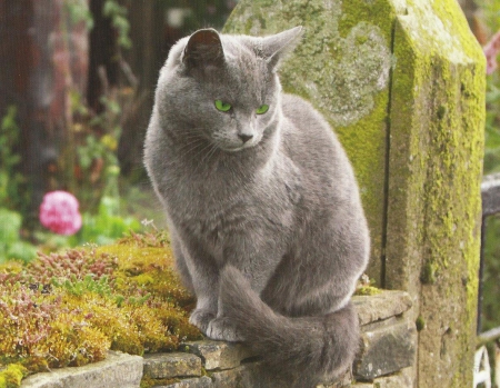 Cat - post, paws, cute, cat, gray