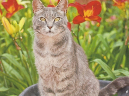 Cat - flowers, cute, paws, cat