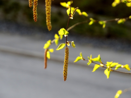 Spring - spring, birch, sun, leaves