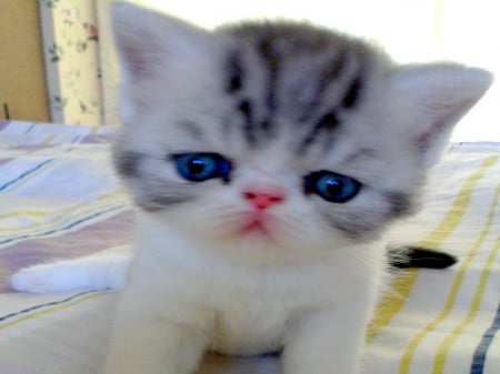 LITTLE CUTENESS - pet, closeup, cute, kitten