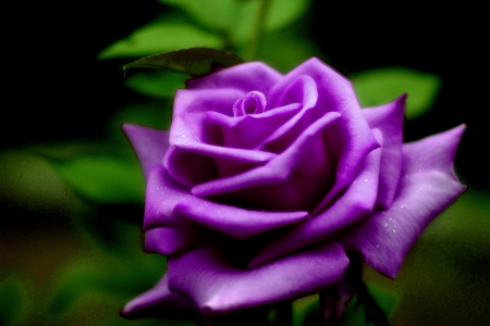 PURPLE ROSE - leaves, purple, rose, flower