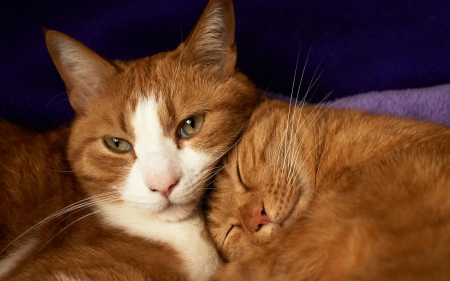 â™¥ - white, sleep, couple, cat, animal, orange, cute, ginger