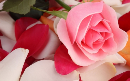 Pink Rose - rose, pink, red, beautiful