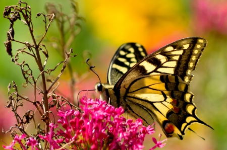 THE SWALLOWTAIL - flowers, nature, Swallowtail, butterfly, spring