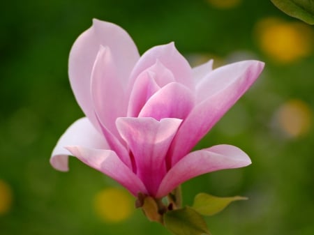 Flower - one, flower, nature, pink