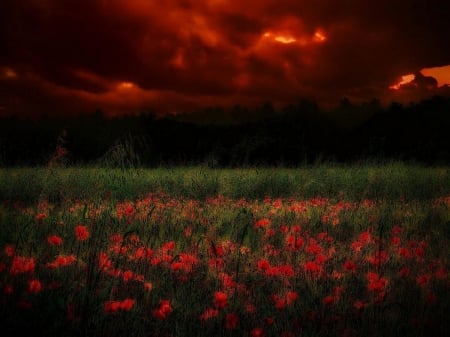 Poppies at Sunset - field, summer, grain, clouds