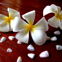 PLUMERIA