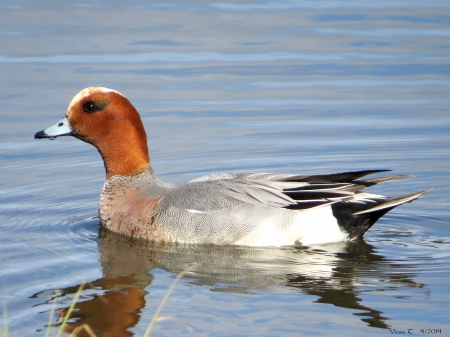 Widgeon - widgeon, pond, bird, spring