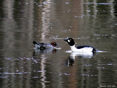 Goldeneye - goldeneye, pond, bird, spring