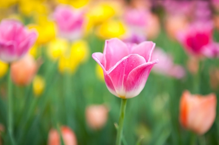 Tulips - flowers, tulips, beautiful, macro, field, outdoor nature