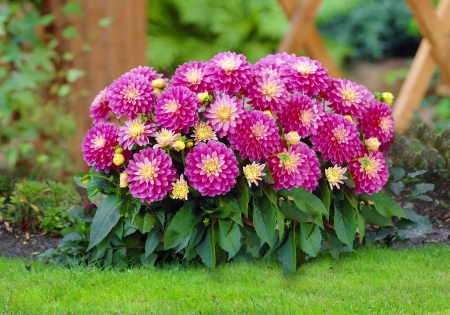 Dahlias - fence, freshness, dahlia, summer, lovely, spring, pretty, beautiful, flowers, garden, grass