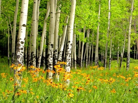 Forest flowers - greenery, pretty, summer, beautiful, forest, leaves, flowers, wildflowers, birch, nature