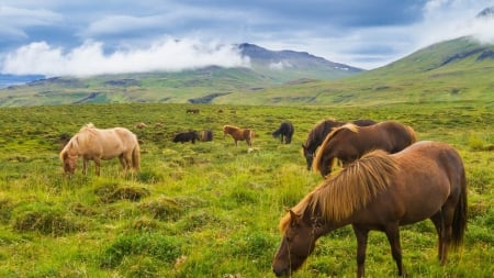 horses on a meadow in iceland - horses, meadow, clouds, mountain, grass