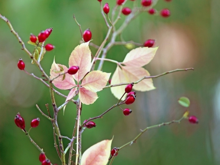 Fall Is Coming - leaves, nature, autumn, berries