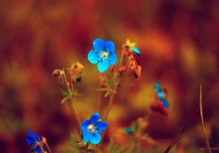 Bright Blue - nature, field, flowers, meadow