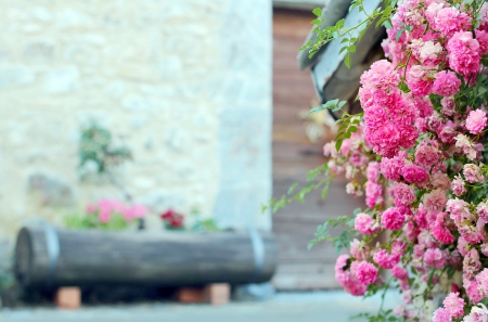 Roses - pink roses, roses, pink, flowers, rose, pink flowers, flower