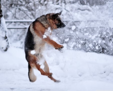 playing in the snow - jumping, german, shepherd, joy