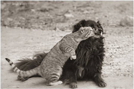 cat greets dog