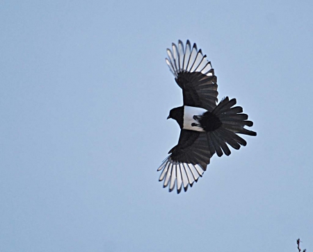 magpie - feathers, tail, wide, fly