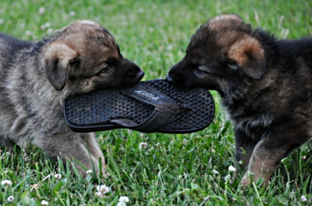 slipper - over, fight, playing, a