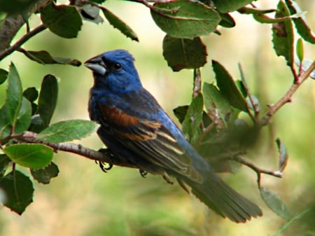 bird in a tree - leaves, blg, branch, male